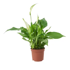 Спатифиллум Кватро