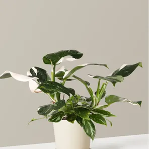 Филодендрон Вайт Визард