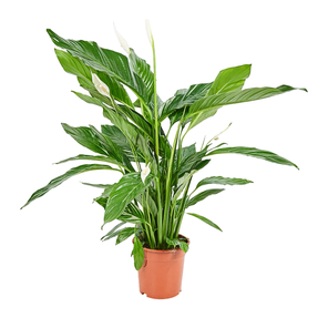 Спатифиллум Свит Лауретта