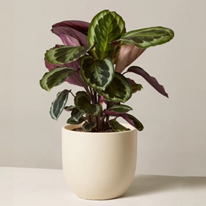 Калатея Медальон