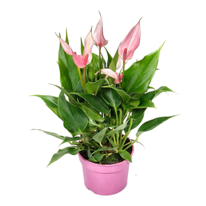 Антуриум Лили ø12 h30 см