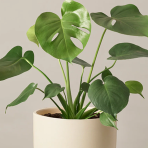 Монстера Деликaтесная