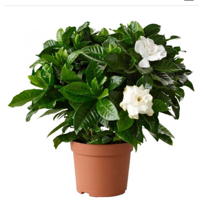 Гардения жасминовидная