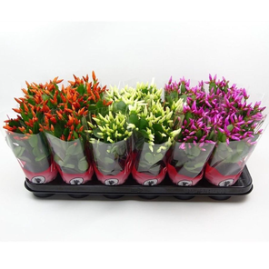 Рипсалидопсис