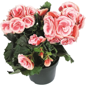 Бегония Элатиор