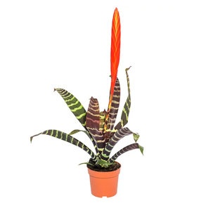 Врезия Сплленриет