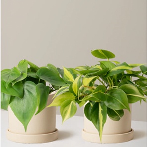 Филодендрон пара