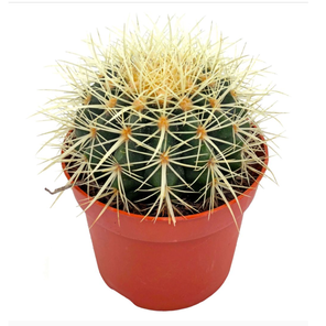 Эхинокактус Грузони