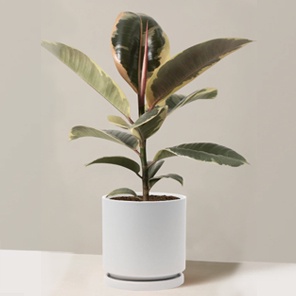 Фикус Эластика Тинеке