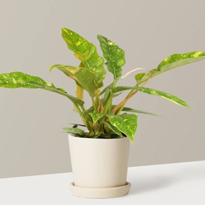 Филодендрон Принц оф Фаер