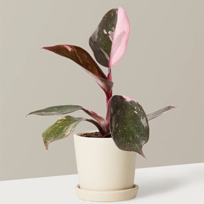 Филодендрон Розовая принцесса