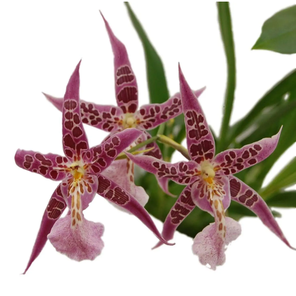 Орхидея Камбрия