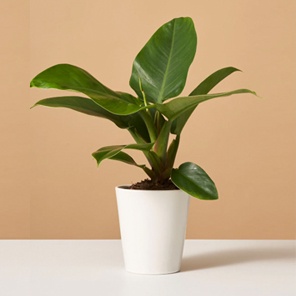 Филодендрон Империал Грин