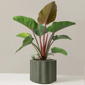 Филодендрон Ред Бьюти