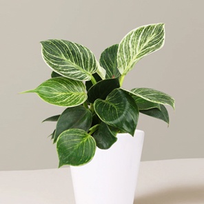 Филодендрон Биркин