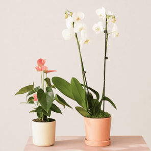 Компаньоны Антуриум+Орхидея