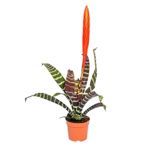 Врезия Сплленриет