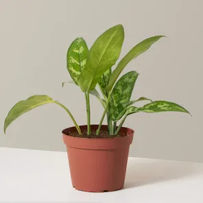 Аглаонема Мария