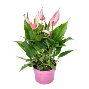 Антуриум Лили ø12 h30 см