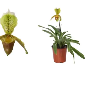 Орхидея Пафиопедилум 