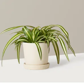 Хлорафитум