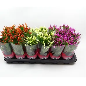 Рипсалидопсис