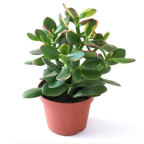 Крассула Овата