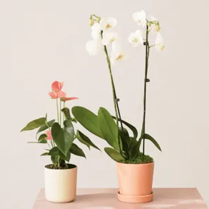 Компаньоны Антуриум+Орхидея