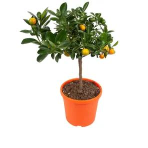 Цитрофортунелла Каламондин