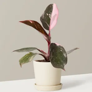 Филодендрон Розовая принцесса