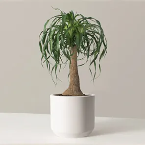 Бокарнея отогнутая