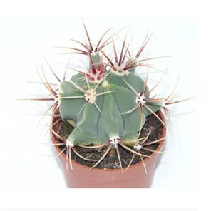 Ферокактус