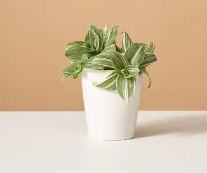 Традесканция Альбифлора