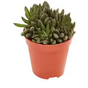 Сцинокрассула