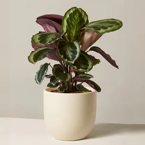 Калатея Медальон