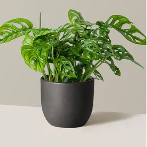 Монстера Манки Маск