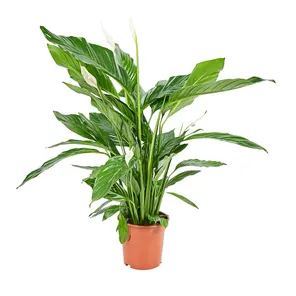 Спатифиллум Свит Лауретта