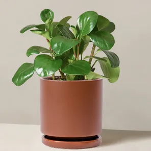 Пеперомия туполистная