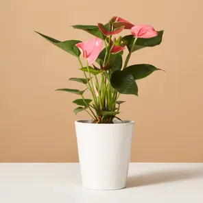 Антуриум Розовый