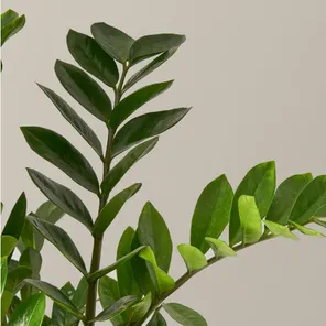 Замиокулькас