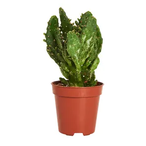 Кактус Опунция Ямайская