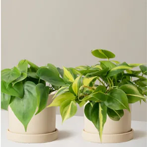 Филодендрон пара