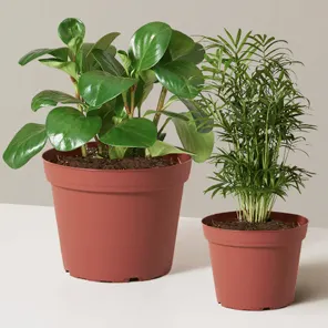 Пет-френдли пара