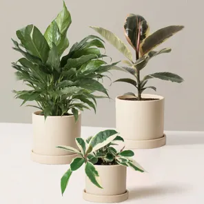 Весенние трио