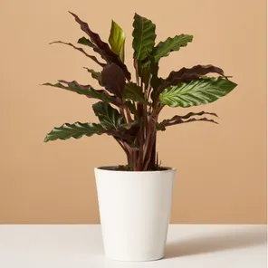 Калатея Ланцифолия