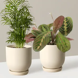 Компаньоны Маранта+Пальма