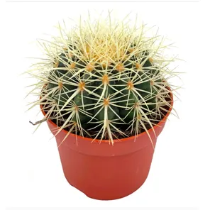 Эхинокактус Грузони