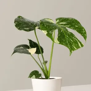 Монстера Тайское созвездие