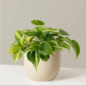 Филодендрон Бразил