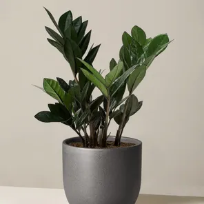 Замиокулькас Блек Равен